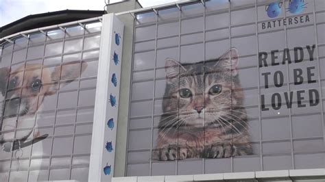 battersea cats home donations|Donate .
